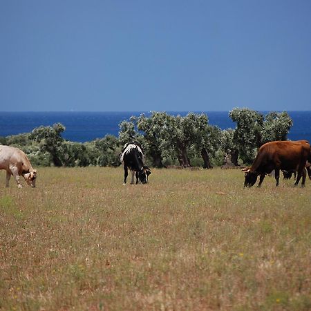 Masseria Palombara Grande オストゥーニ エクステリア 写真