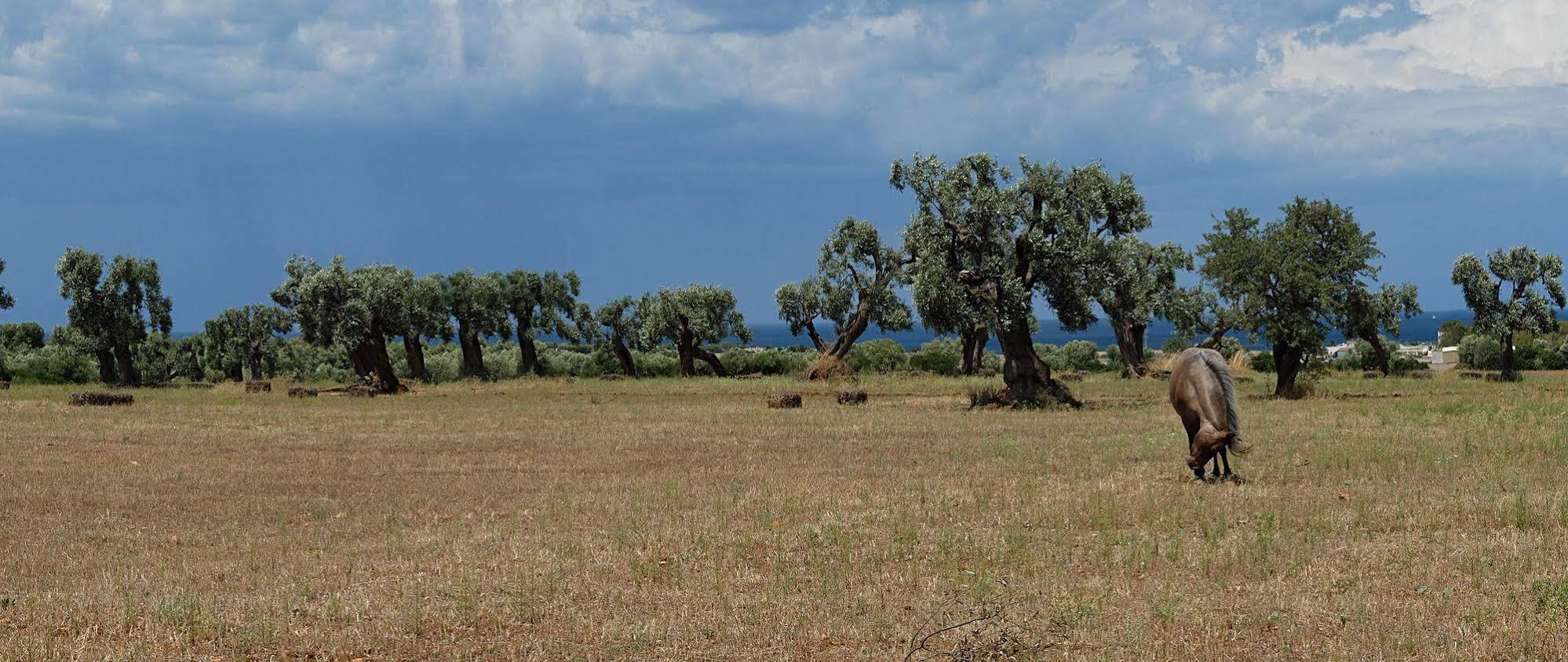 Masseria Palombara Grande オストゥーニ エクステリア 写真
