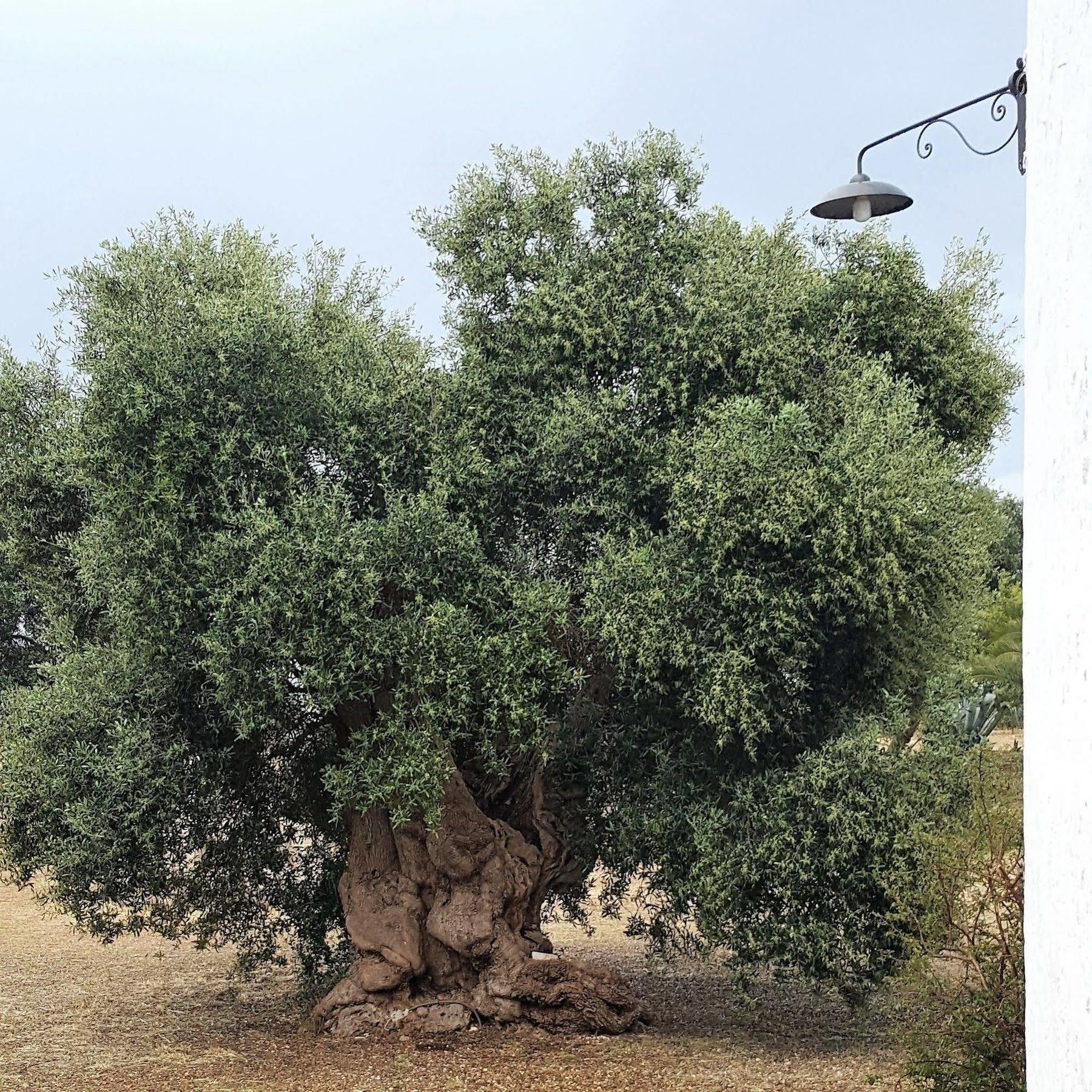 Masseria Palombara Grande オストゥーニ エクステリア 写真